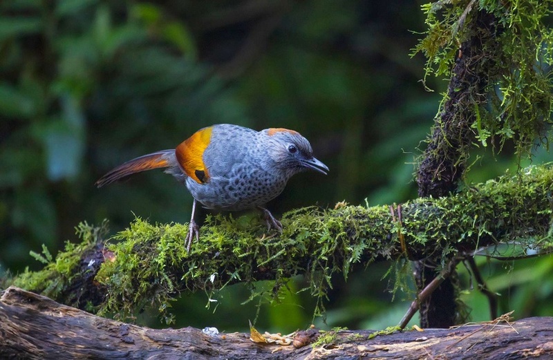 Observar aves silvestres