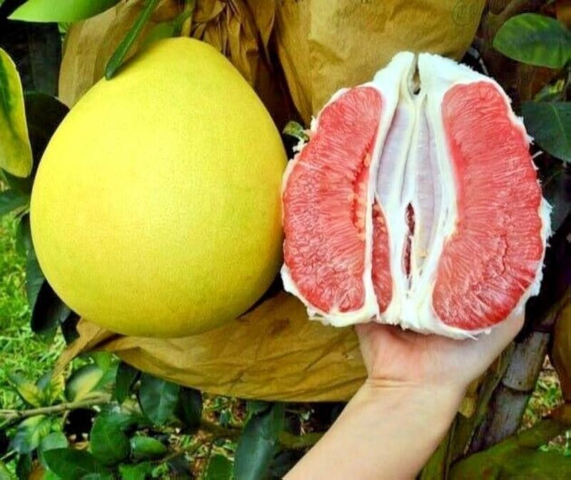 Pomelo_